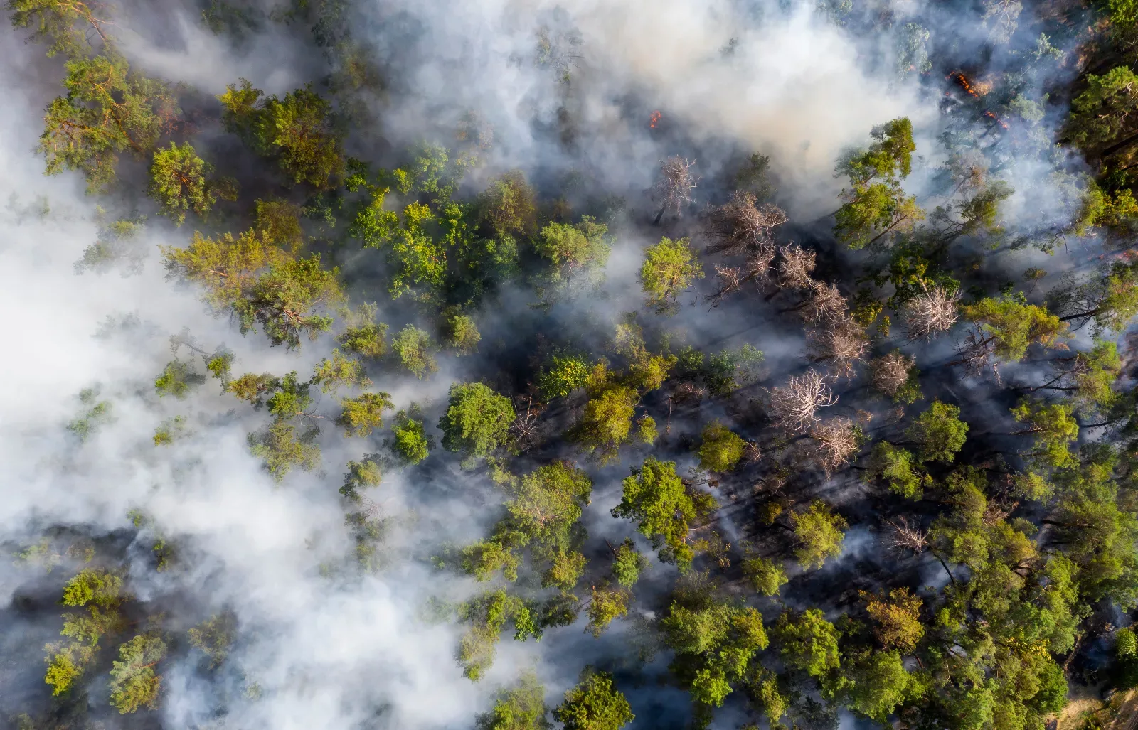 Identificazione delle fiamme in incendi boschivi con presenza di fumi